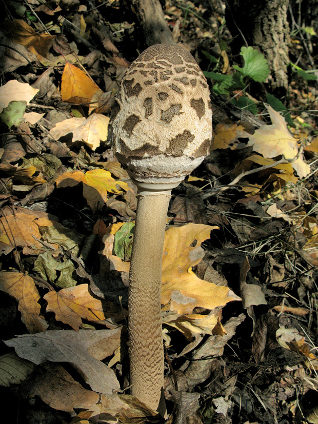 bedľa vysoká Macrolepiota procera (Scop.) Singer