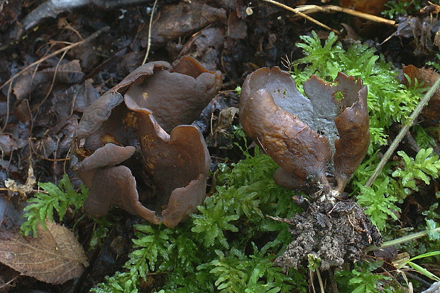 uško Otidea sp.