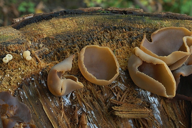 čiaška Peziza sp.