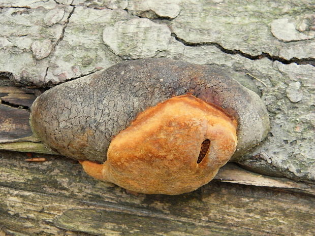 ohňovec Hartigov Phellinus hartigii (Allesch. & Schnabl) Pat.