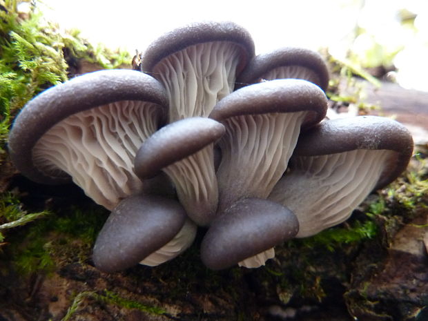 hliva ustricovitá Pleurotus ostreatus (Jacq.) P. Kumm.