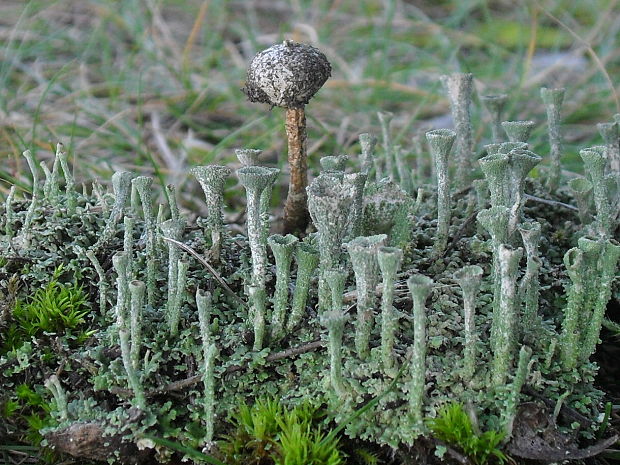 stopkovec zimný Tulostoma brumale Pers.