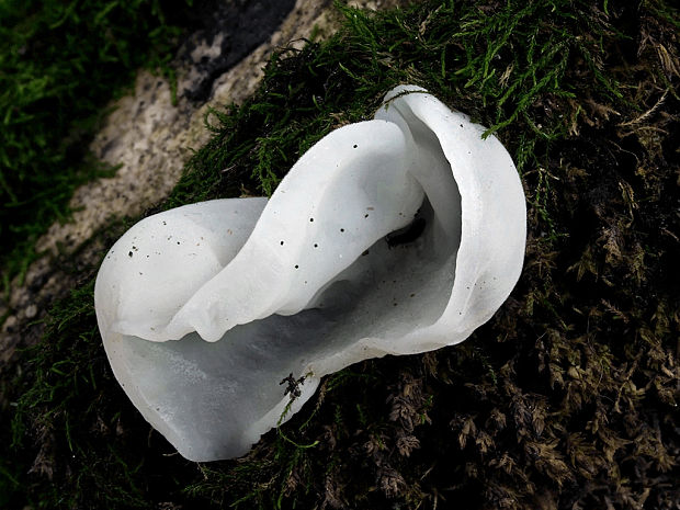 uchovec bazový biely Auricularia auricula-judae var. lactea Quél