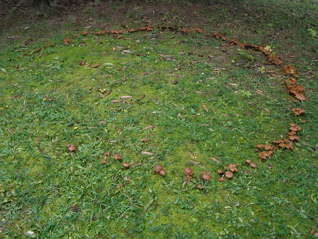 pavučinovec Cortinarius sp.