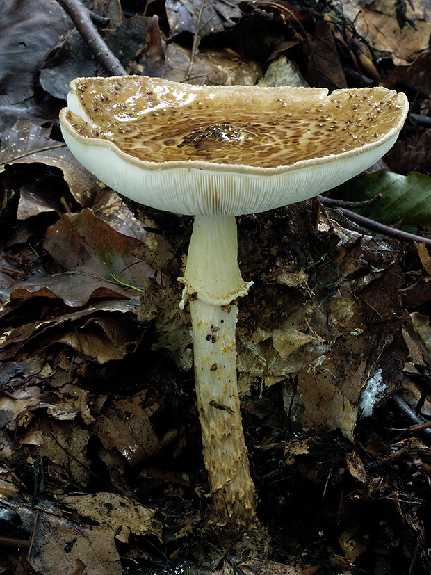 bedlička ostrošupinatá Echinoderma asperum (Pers.) Bon