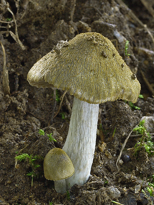 hodvábnica  Entoloma versatile (Gillet) M.M. Moser