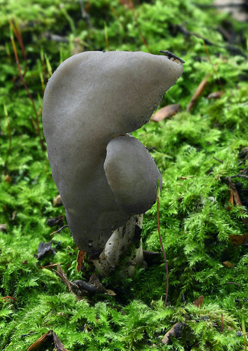 chriapač jamkatý Helvella lacunosa Afzel.