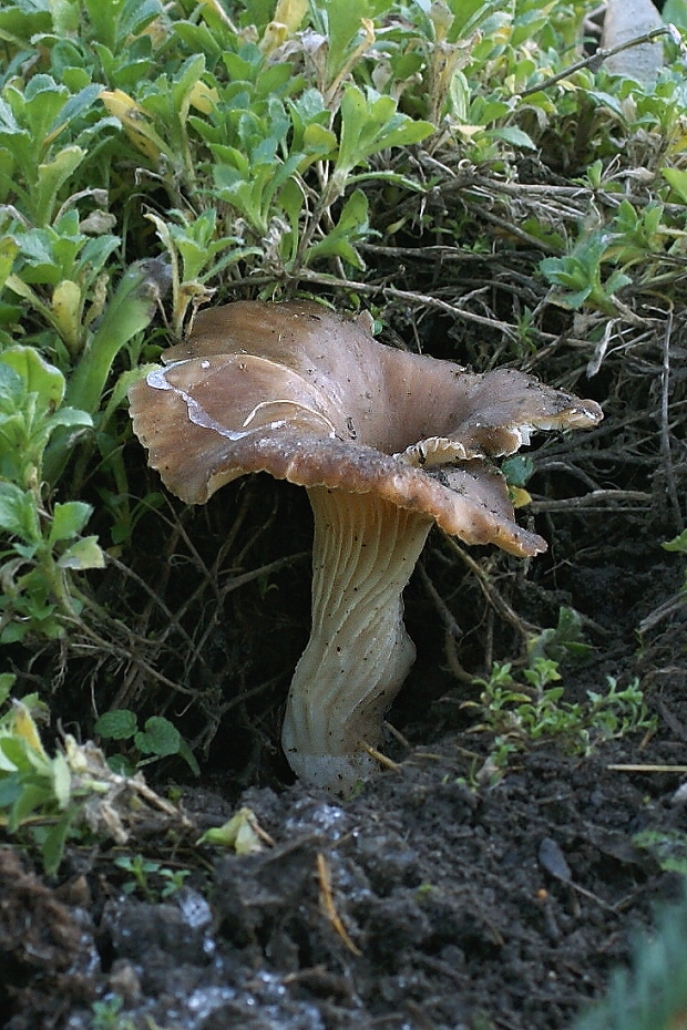 lastúrka lopatkovitá Hohenbuehelia petaloides (Bull.) Schulzer