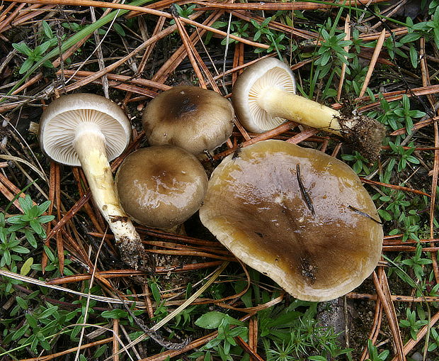 šťavnačka mrazová Hygrophorus hypothejus (Fr.) Fr.