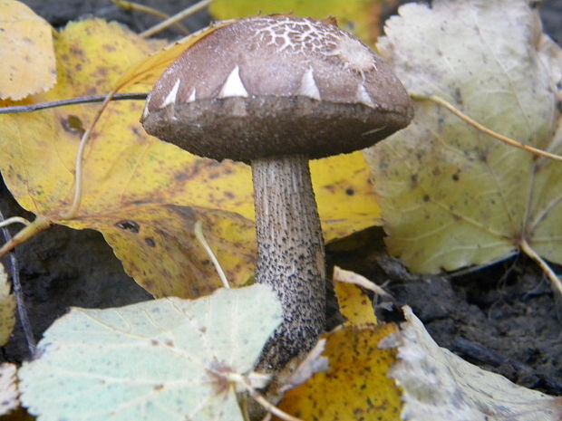 kozák brezový Leccinum scabrum (Bull.) Gray