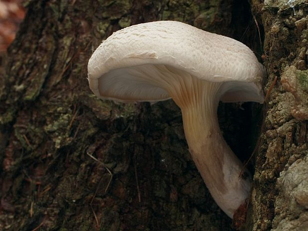 hliva dubová Pleurotus dryinus (Pers.) P. Kumm.