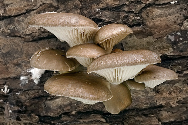 hliva ustricovitá Pleurotus ostreatus (Jacq.) P. Kumm.