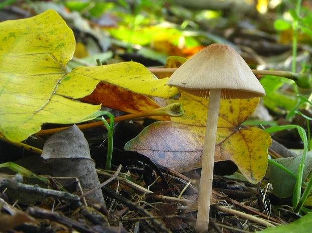 drobuľka Psathyrella sp.