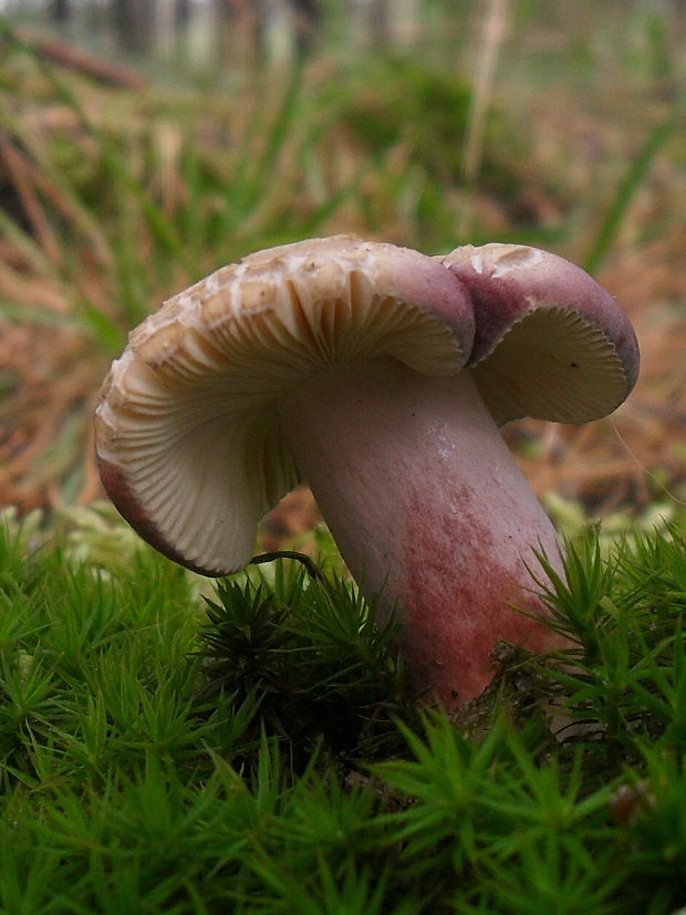 plávka Russula sp.