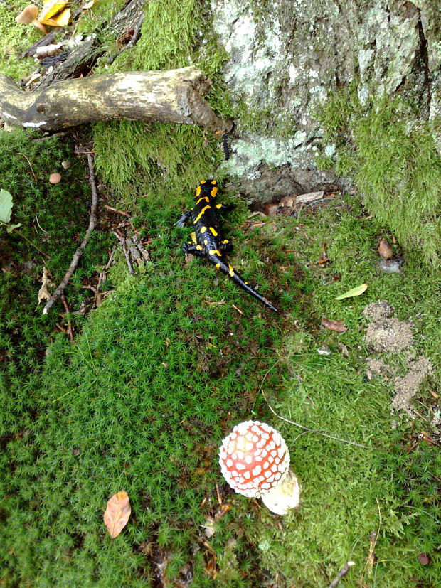 muchotrávka červená a salamandra Amanita muscaria (L.) Lam.