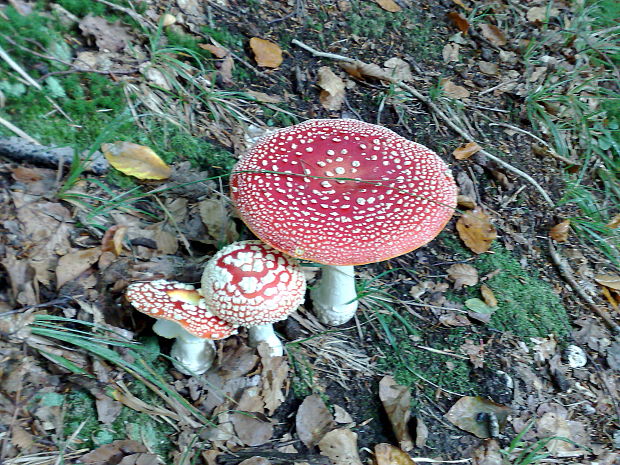 muchotrávka červená Amanita muscaria (L.) Lam.