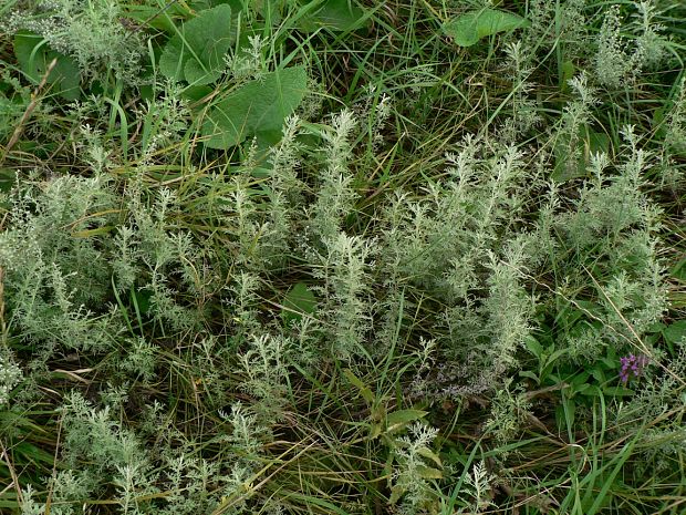 palina pontická - pelyněk pontický Artemisia pontica L.