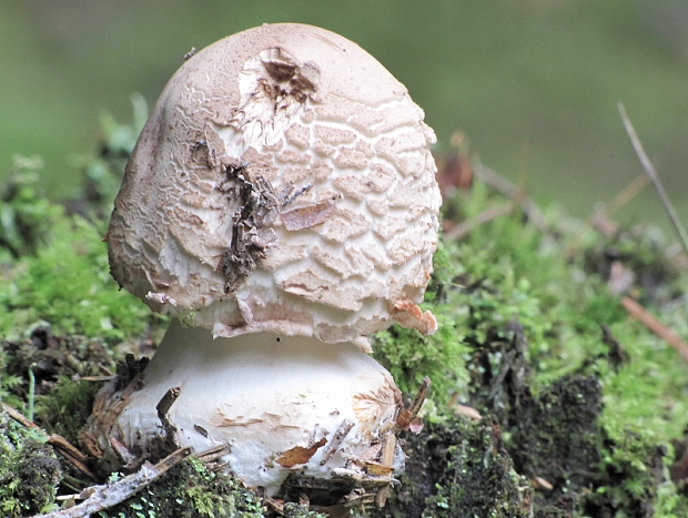 bedľa červenejúca-bedla červenající Chlorophyllum rachodes (Vittad.) Vellinga