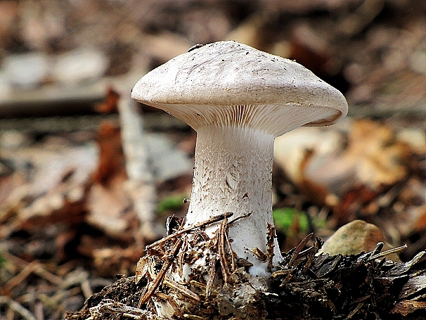 strmuľka inovaťová-strmělka mlženka Clitocybe nebularis (Batsch) P. Kumm.