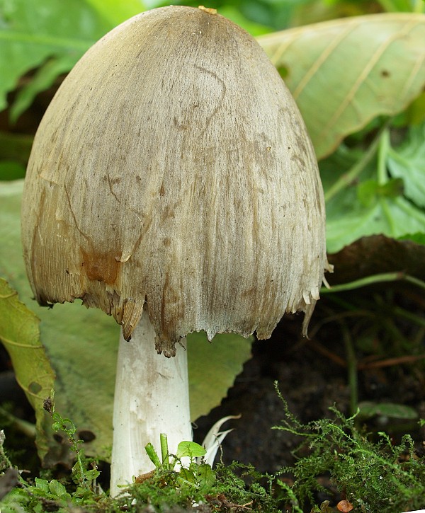 hnojník atramentový Coprinopsis atramentaria (Bull.) Redhead, Vilgalys & Moncalvo