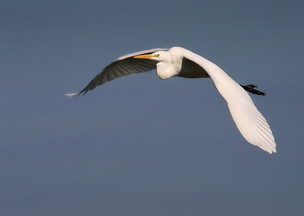 volavka biela Egretta alba