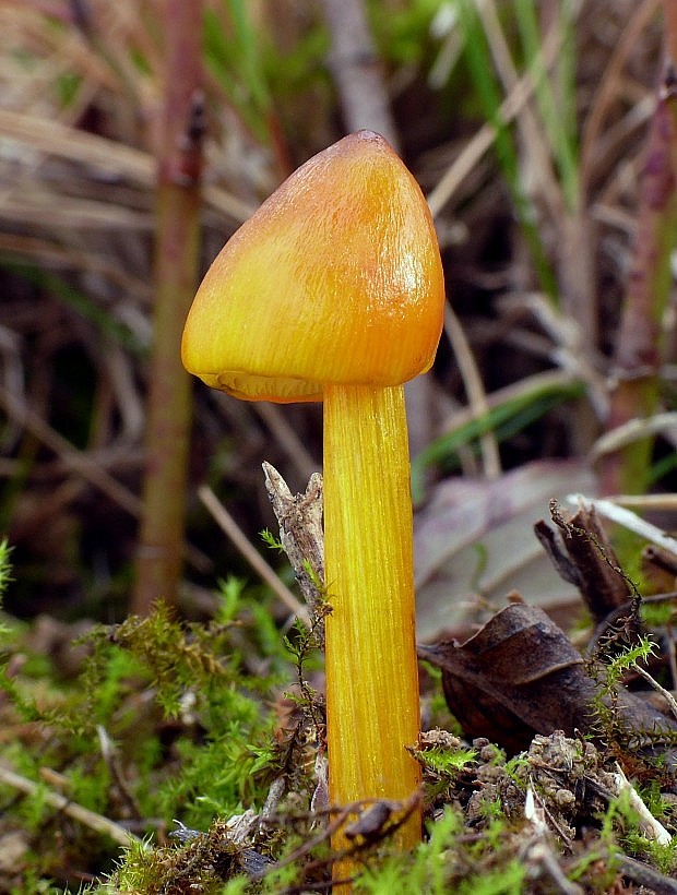 lúčnica kužeľovitá Hygrocybe conica (Schaeff.) P. Kumm.