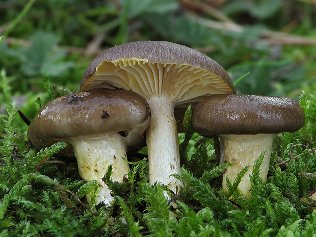 šťavnačka mrazová Hygrophorus hypothejus (Fr.) Fr.