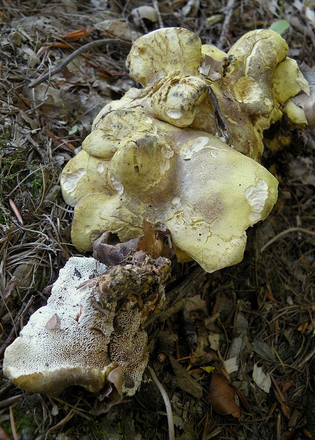 krásnopórovec zelenohnedý Laeticutis cristata (Schaeff.) Audet