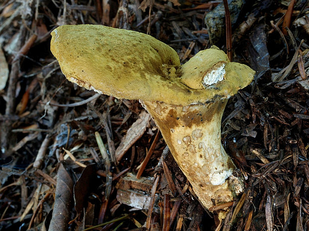 krásnopórovec zelenohnedý Laeticutis cristata (Schaeff.) Audet