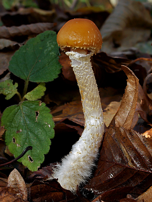 golierovka plavooranžová Leratiomyces squamosus (Pers.) Bridge & Spooner