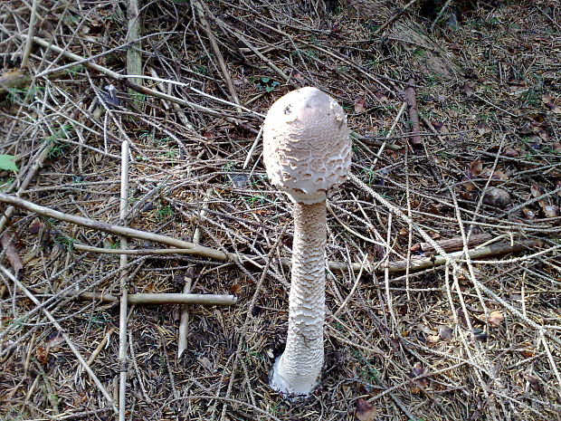 bedľa vysoká Macrolepiota procera (Scop.) Singer