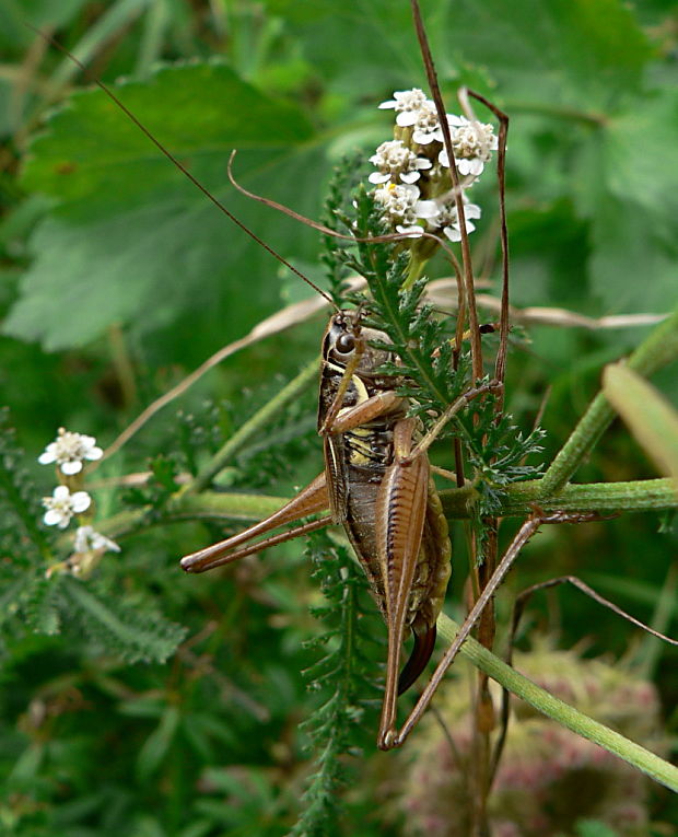 kobylôčka lúčna Metrioptera roeselii Hagenbach, 1822