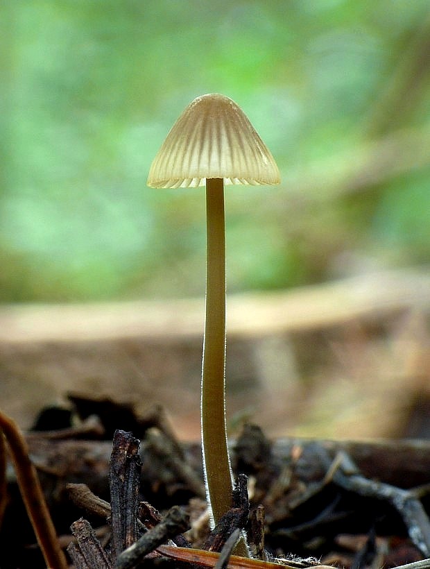 prilbička Mycena sp.