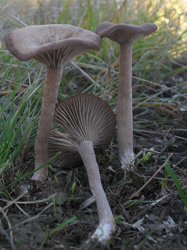 strmulica čiaškovitá Pseudoclitocybe cyathiformis (Bull.) Singer