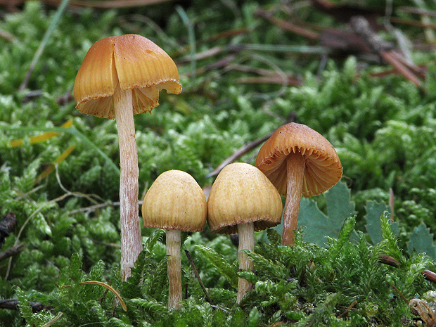 holohlavec Psilocybe sp.