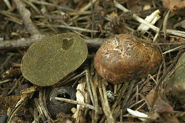 koreňovec červený Rhizopogon roseolus (Corda) Th. Fr.