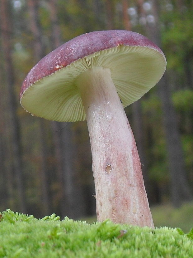 plávka Russula sp.