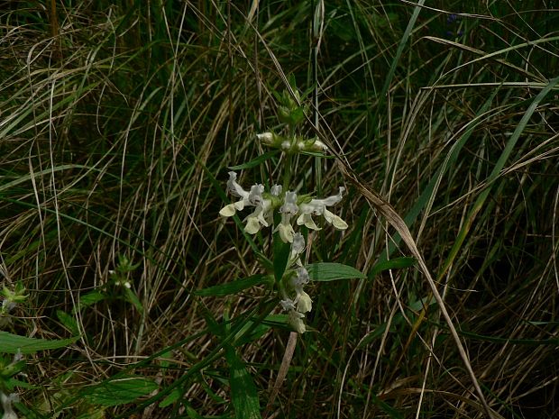 čistec ročný Stachys annua (L.) L.