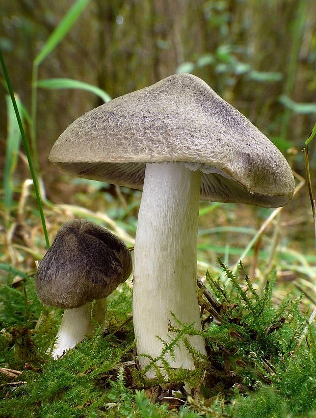 čírovka zemná Tricholoma terreum (Schaeff.) P. Kumm.