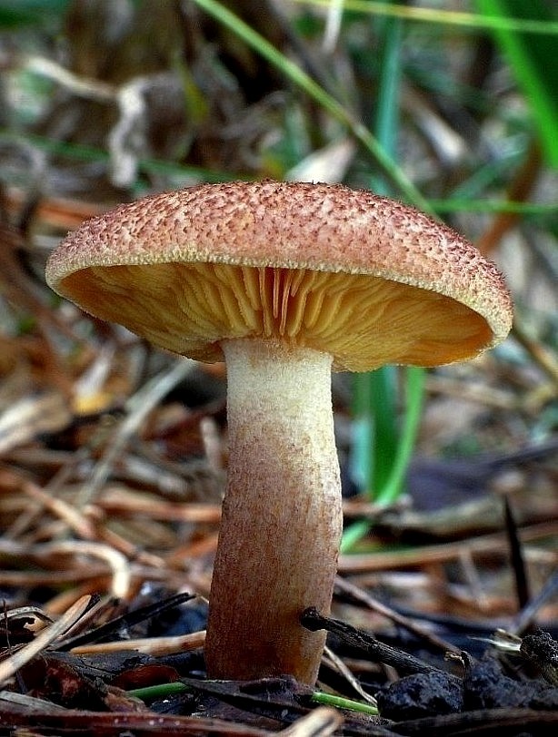 čírovec červenožltý Tricholomopsis rutilans (Schaeff.) Singer