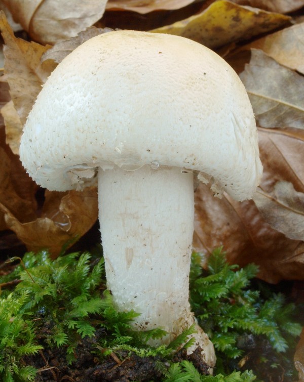 pečiarka šupinkatá Agaricus squamulifer (F.H. Møller) Pilát