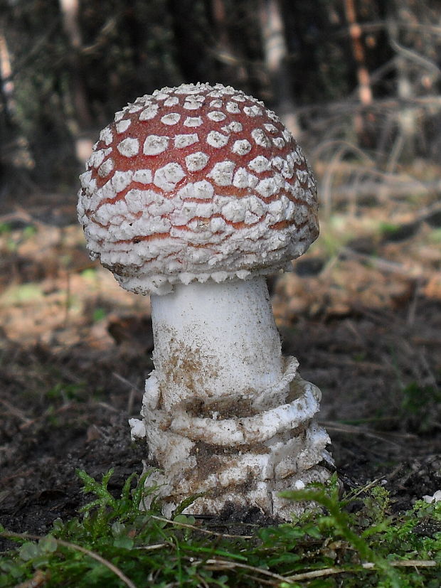 muchotrávka červená Amanita muscaria (L.) Lam.