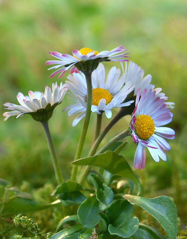 sedmokráska obyčajná Bellis perennis L.