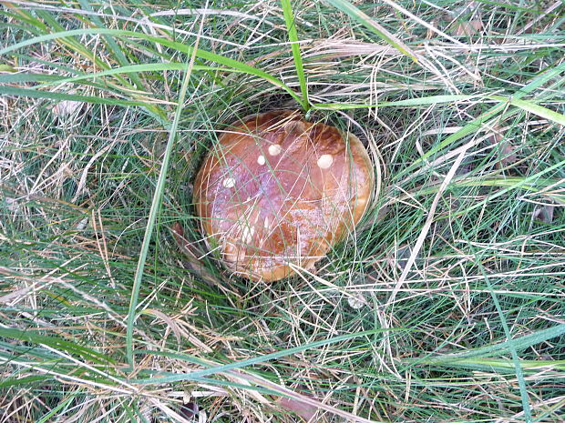 hríb smrekový Boletus edulis Bull.