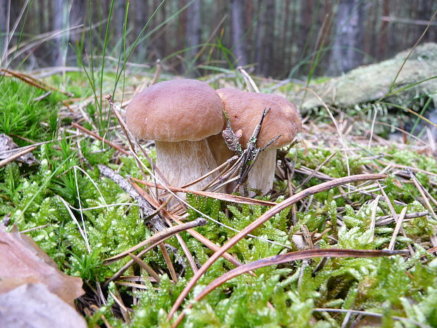 hríb smrekový Boletus edulis Bull.