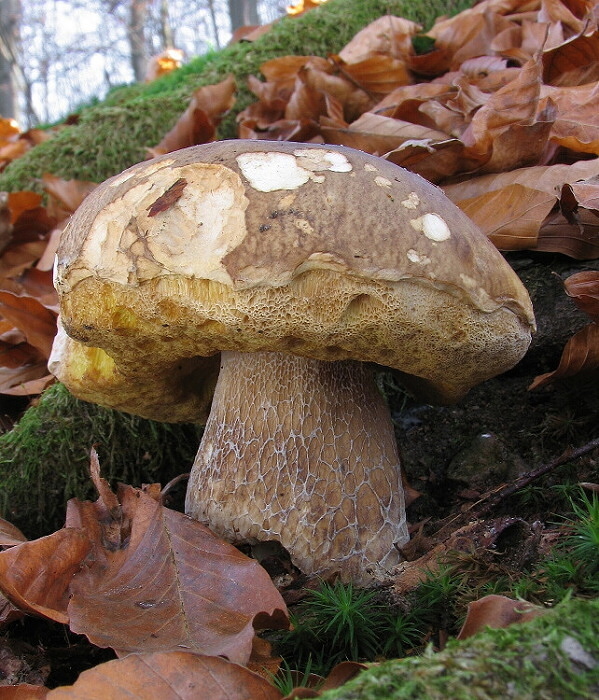 hríb smrekový Boletus edulis Bull.