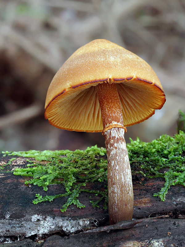 kapucňovka okrovohnedastá Galerina marginata (Batsch) Kühner