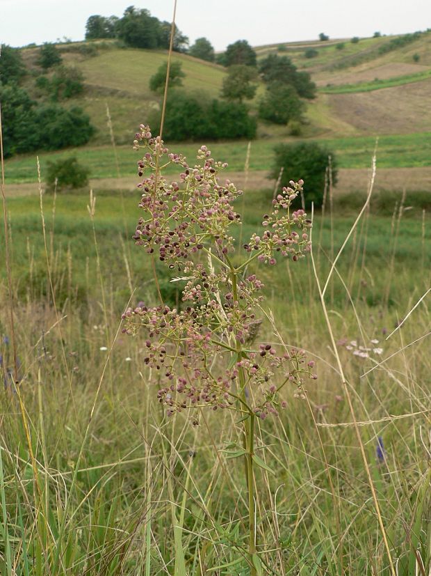lipkavec severný volyňský Galium boreale subsp. exoletum (Klokov) Soják