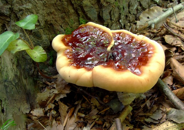 lesklokôrovka Ganoderma sp.