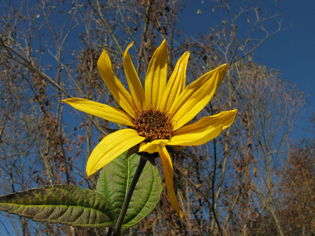 slnečnica hľuznatá Helianthus tuberosus L.